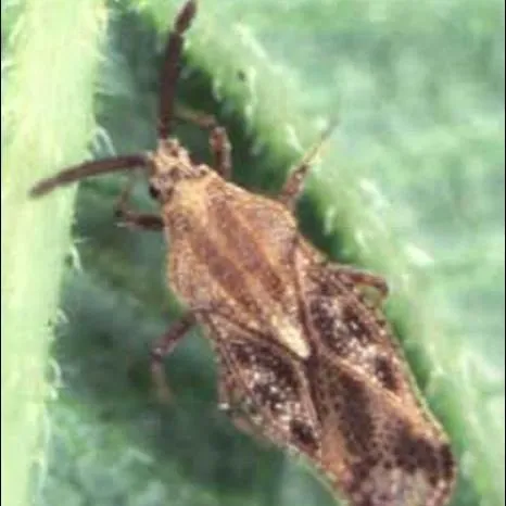 thumbnail for publication: Lantana Lace Bug, Teleonemia scrupulosa Stål (Insecta: Hemiptera: Tingidae)